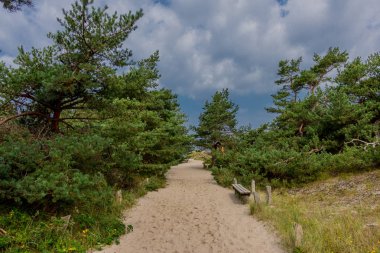 Baltık Denizi kıyısındadarer ormanda güzel yürüyüş - Dar / Almanya