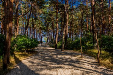 Ruegen - Ruegen / Ostsee / Almanya Baltık Denizi adasında sahil yürüyüşü