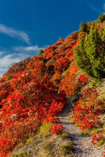 Herbstspaziergang Entlang Des Saale Horizontales Schönen Jena Jena Thüringen Deutschland — Stockfoto