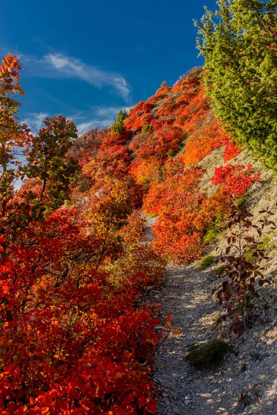 Herbstspaziergang Entlang Des Saale Horizontales Schönen Jena Jena Thüringen Deutschland — Stockfoto