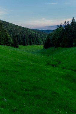 Thüringen Ormanı 'nda akşam fotoğrafı - Almanya