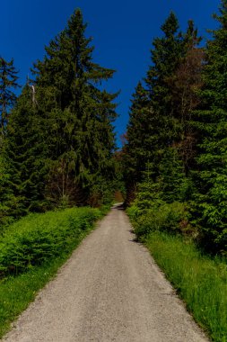 Güneşli bir yaz günü Fichtelgebirge - Bischofsgruen / Almanya