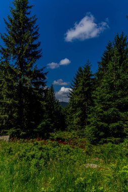 Güneşli bir yaz günü Fichtelgebirge - Bischofsgruen / Almanya