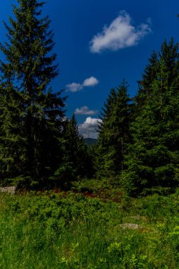 Güneşli bir yaz günü Fichtelgebirge - Bischofsgruen / Almanya