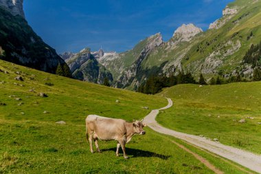 İsviçre 'deki Appenzell dağlarında güzel bir keşif turu. - Appenzell / Alpstein / İsviçre