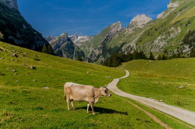 İsviçre 'deki Appenzell dağlarında güzel bir keşif turu. - Appenzell / Alpstein / İsviçre