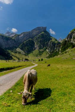 İsviçre 'deki Appenzell dağlarında güzel bir keşif turu. - Appenzell / Alpstein / İsviçre