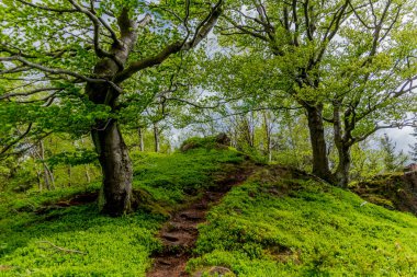 Thüringen Ormanı - Thüringen / Almanya 'da keşif turu