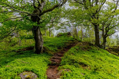 Thüringen Ormanı - Thüringen / Almanya 'da keşif turu
