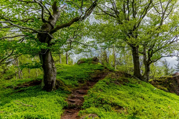 Thüringen Ormanı - Thüringen / Almanya 'da keşif turu