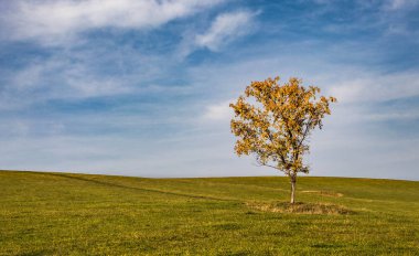 Yeşil çayırdaki yalnız ağaç.