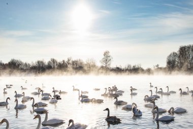 ayaz Kuğu Gölü swan geçiş