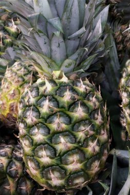 ananas bütün yakın çekim yeşil yaprakları ile arka planda pazar sağlıklı gıda