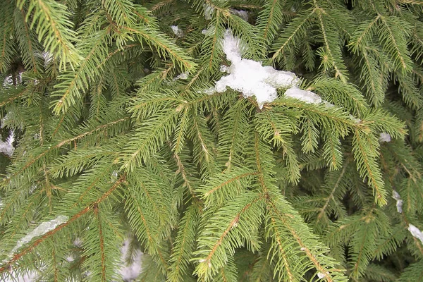 モミの木は 針葉樹植物グリーン ツリー背景飾り公園間近の休日通りです — ストック写真