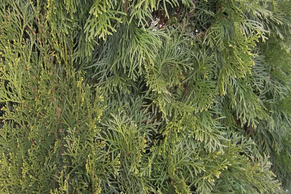 Thuja Ett Barrträd Växt Från Familjen Cypress Närbild Ett Grönt — Stockfoto