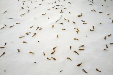 Amerikan akçaağaç beyaz kar tohumları, arka plan, soyutlama, doku, yakın