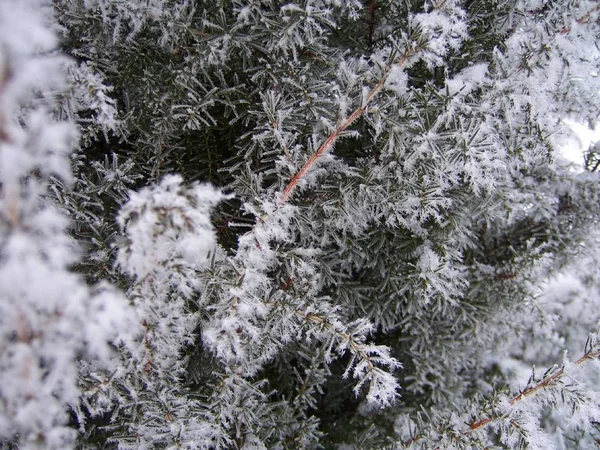 Snow Hoarfrost Trees Winter Hard Frost Close Background Texture — Stock Photo, Image