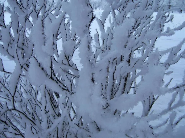 Schnee Raureif Bäume Winter Bei Starkem Frost Eine Nahaufnahme Ein — Stockfoto