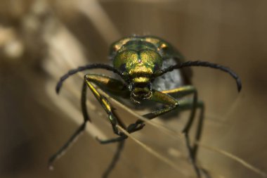 Yeşil böcek ağaçlarına çim bir sıcak yaz öğleden sonra Ukrayna'da oturuyor.