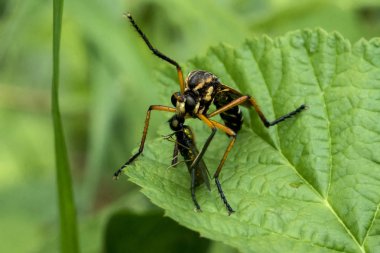 Yırtıcı bir sinek küçük bir sinek yakaladı ve yaprak yeşil çim üzerinde bir akşam yemeği düzenlenmiştir