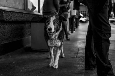 Köpek yolcu girişinin önünde kalabalık içinde trene binmeye elverişli an için bekleyen metro istasyonu duruyor