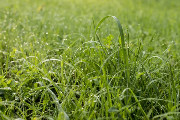 Grama Verde Coberta Com Gotas Orvalho Manhã Verão Molhada Moscou — Fotografia de Stock