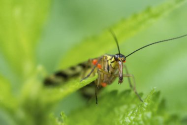 Sıradan scorpioness (lat. Panorpa communis) kırmızı parazitler tarafından saldırıya ısırgan yiyecek bulmak çalılıkları içine tırmandı