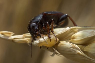 A brown shiny ground beetle sits on a grain ear and devours it on a hot summer day clipart