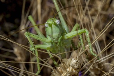 Yeşil çekirge (Tettigonia viridissima) buğday bir çalı sıcak bir günde Rusya'da yaz aylarında oturan