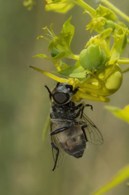 Küçük bir sarı örümcek bir bitki bir anında yakaladı ve sıcak yaz da içeriğine bunun dışında berbat