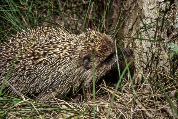 An ordinary hedgehog living in Europe rustles in the leaves in a small landing near the asphalt road in search of insects and snails that make up its diet at the end of the summer day.