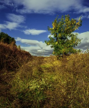 Yolun Köyü'nden alan ile daha sonra bir çukura Dalış, hangi küçük bir ağaç yetişir kenar yaprakları sararma başladı bile, ama hava hala sıcak ve kuru Ukrayna.