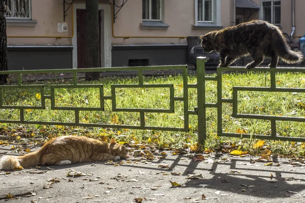 Two cats of different suits play with each other in the yard on the fence in the bright sun in the spring in Russia.