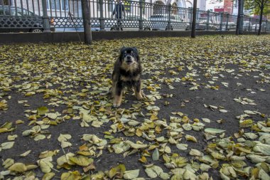 Rusya 'da büyük bir şehirde ağaçlardan yaprakları hasat sonra sıcak bir sonbahar gününde fotoğrafçı küçük bir köpek havlar.