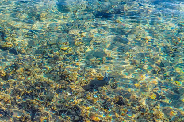 Fundo Água Transparente Mar Vermelho Belo Peixe Água Limpa Para — Fotografia de Stock