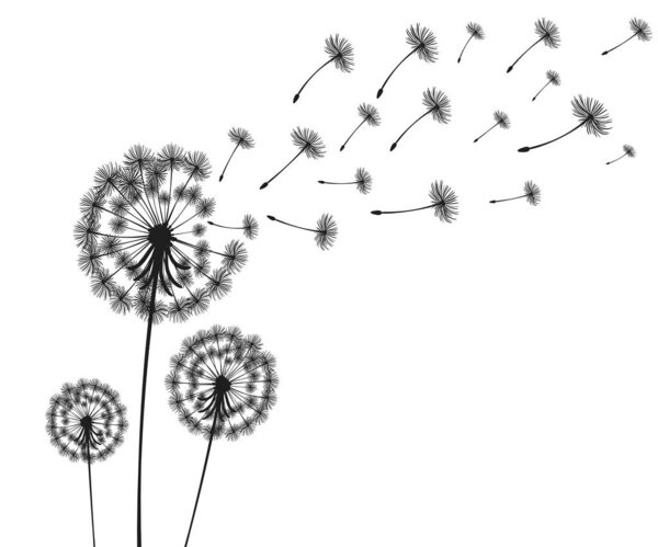 Vector illustration dandelion time. Two dandelions blowing in the wind. The wind inflates a dandelion isolated white background