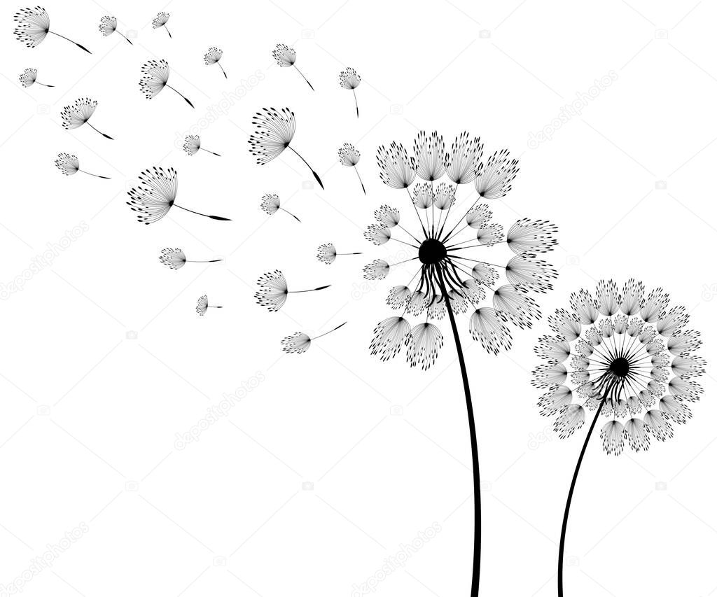 Vector illustration dandelion time. Dandelion seeds blowing in the wind. The wind inflates a dandelion isolated in white background