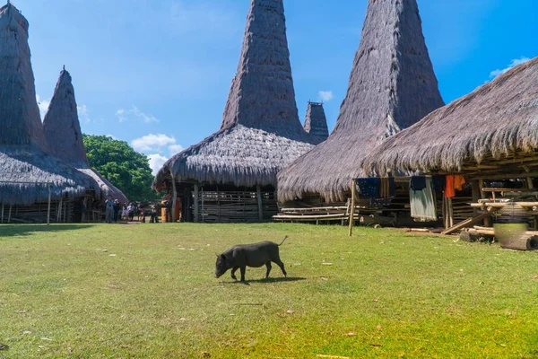 Ratenggaro Sumba, Doğu Nusa Tenggara Endonezya, geleneksel kulübe