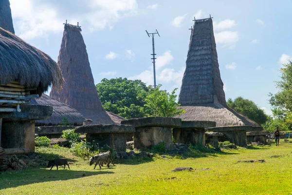 Ratenggaro Sumba, Doğu Nusa Tenggara Endonezya, geleneksel kulübe
