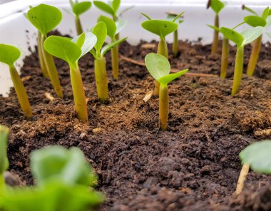 Çaydanlıkta büyüyen genç yeşil bitki.