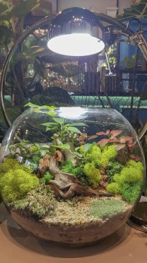 Kavanozda teraryum ev bitkisi