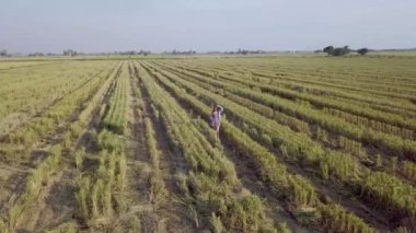 Malezyalı kızın Paddy Field 'da el sallarken ve koşarken çekilmiş sinematik görüntüleri. 