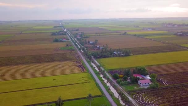 Cinematic Aerial Footage Sunset Paddy Field Berlokasi Selangor Malaysia — Stok Video