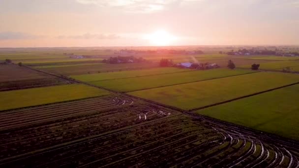 Cinematic Aerial Footage Sunset Paddy Field Gelegen Selangor Maleisië — Stockvideo