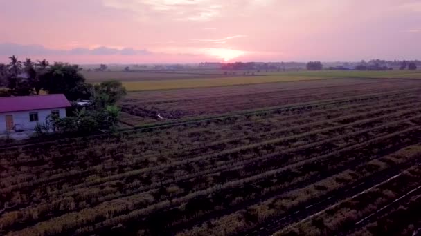 Zdjęcia Lotniska Sunset Paddy Field Selangor Malezja — Wideo stockowe