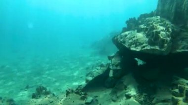 Su altı Kristal berrak su görüntüsü Coron, Palawan, Filipin 'de. Kayangan Gölü 'nde.