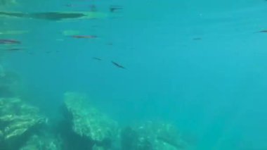 Su altı Kristal berrak su görüntüsü Coron, Palawan, Filipin 'de. Kayangan Gölü 'nde.