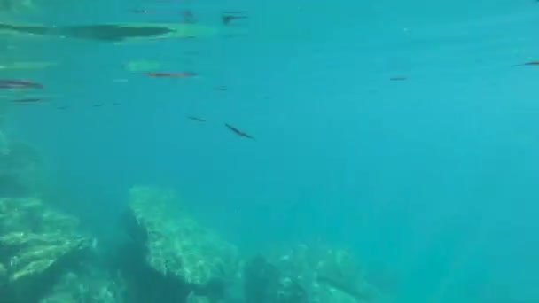 Filmación Submarina Agua Cristalina Coron Palawan Philippine Situado Lago Kayangan — Vídeos de Stock