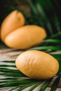 Mango masada tropikal ülkelerden egzotik meyve. Vitamin ile sağlıklı gıda