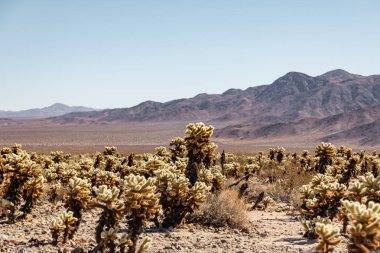 Maltepe Park Cholla kaktüsler